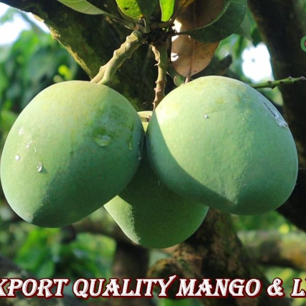 Himsagor Aam