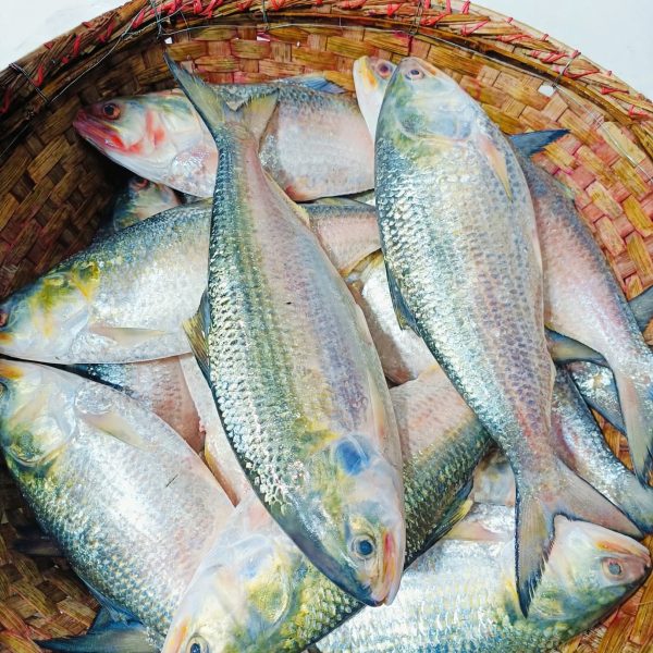 Padma Ilish, Chandpurer Ilish, 1 Kg Sizer Ilish, Boro Ilish, Sora Sori River to Home
