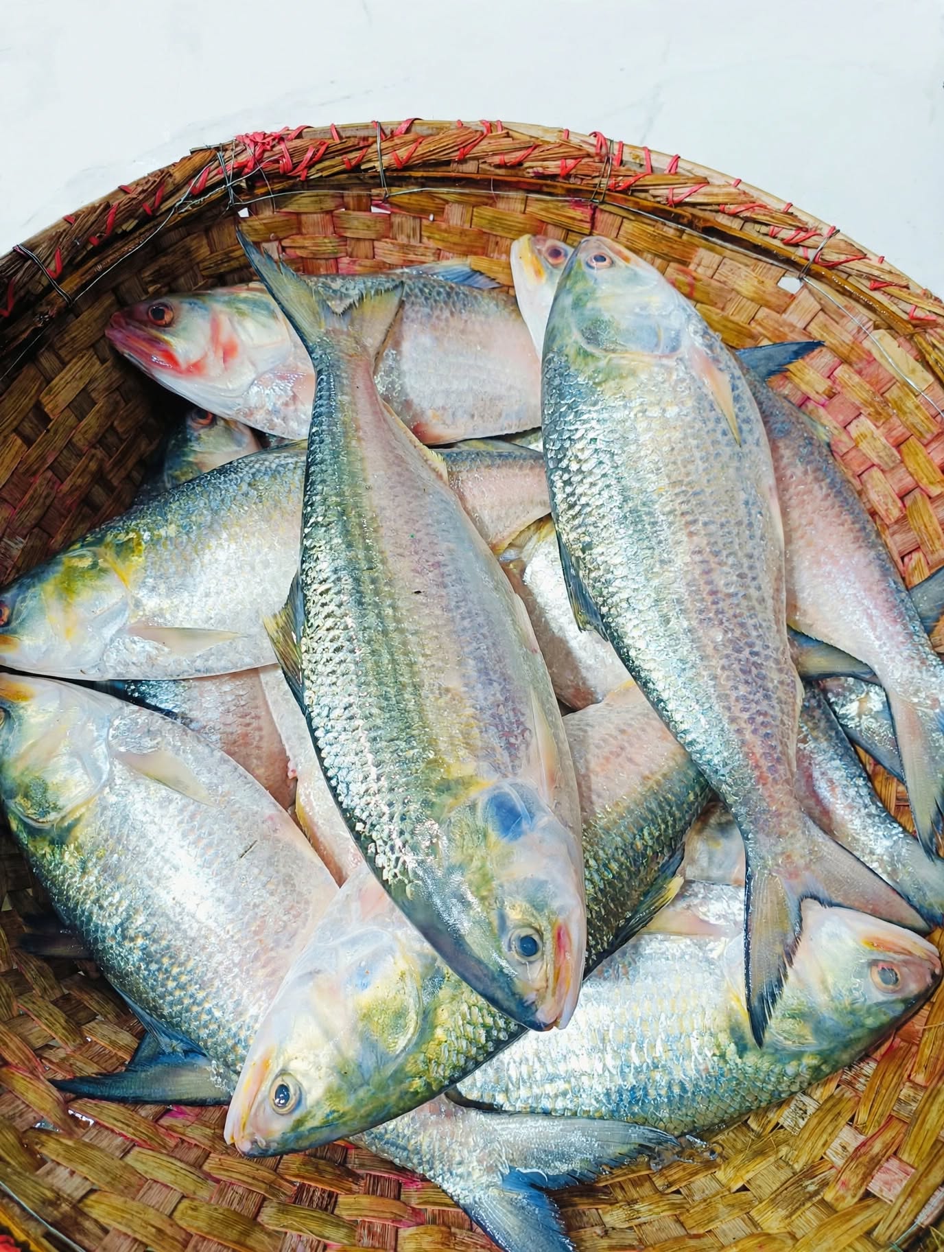 Padma Ilish, Chandpurer Ilish, 1 Kg Sizer Ilish, Boro Ilish, Sora Sori River to Home