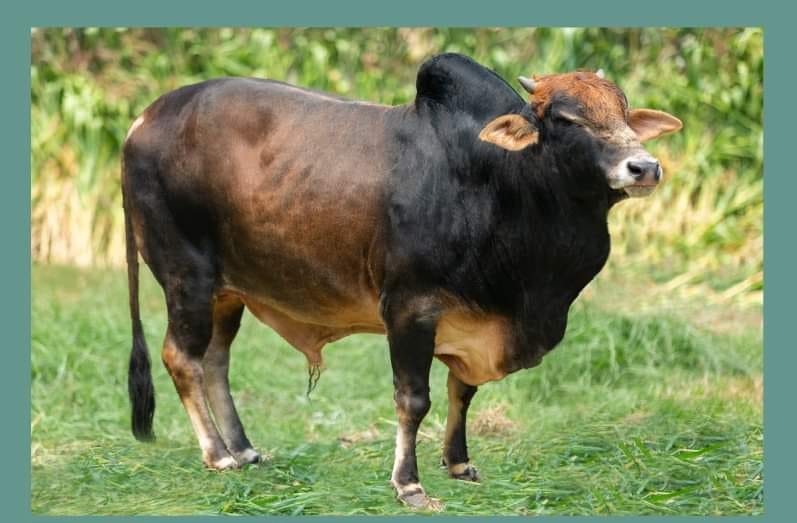 Qurbani Cow