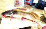 ayer mach - আইড় মাছ original boro 11KG from Chandpur Padma Meghna river - OrganicO BD