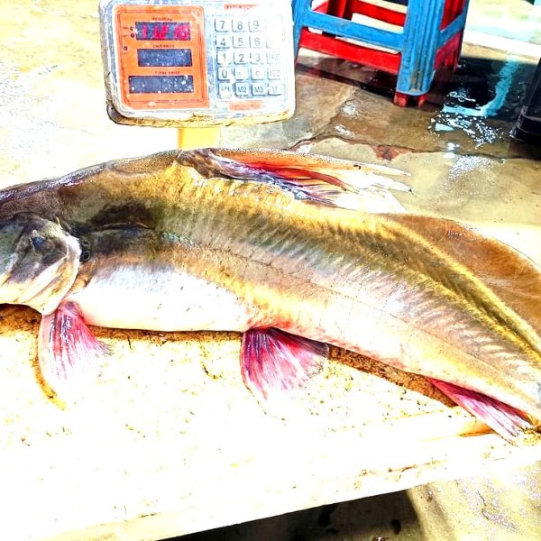 ayer mach - আইড় মাছ original boro 11KG from Chandpur Padma Meghna river - OrganicO BD