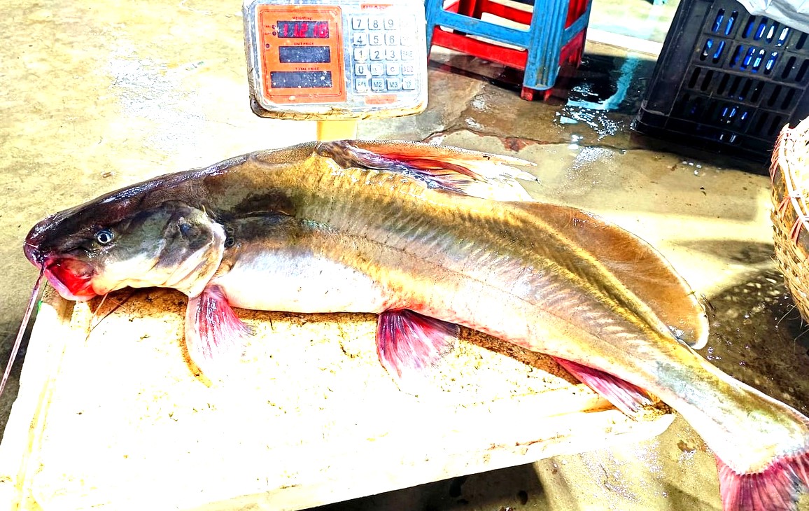 ayer mach - আইড় মাছ original boro 11KG from Chandpur Padma Meghna river - OrganicO BD