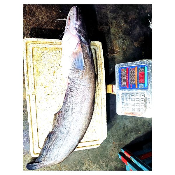 Boal Mach River Boal Fish - Fresh Nodir Boal Mach Online Home Delivery in Bangladesh - Chandpur Padma Meghna Mohonar Taja Boro Boal - OrganicO BD Since 2011