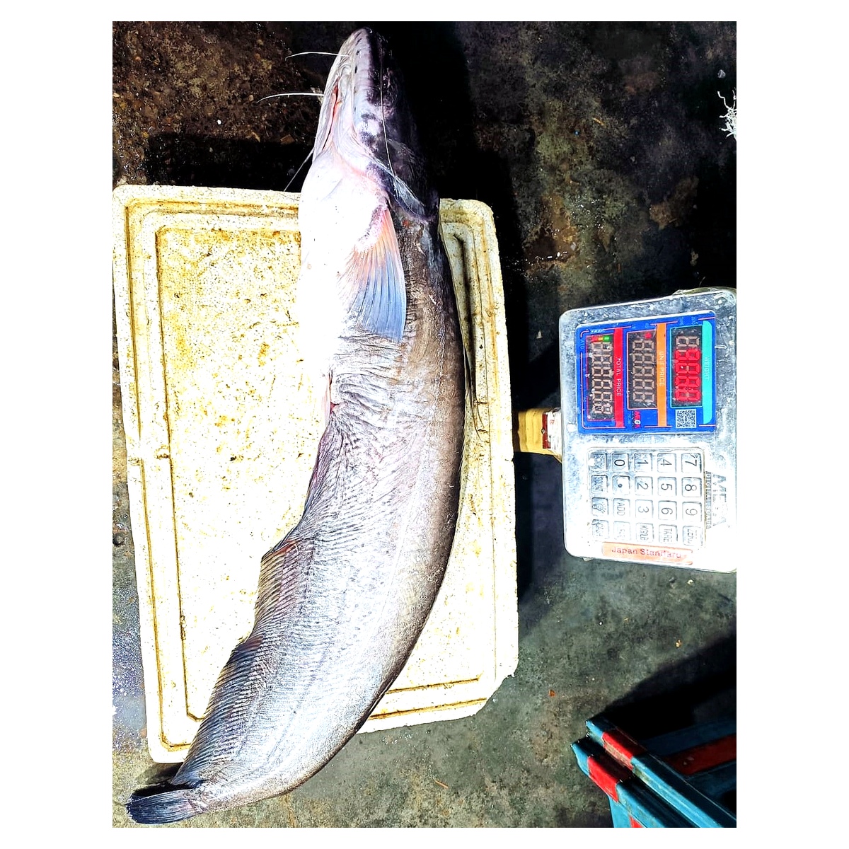 Boal Mach River Boal Fish - Fresh Nodir Boal Mach Online Home Delivery in Bangladesh - Chandpur Padma Meghna Mohonar Taja Boro Boal - OrganicO BD Since 2011