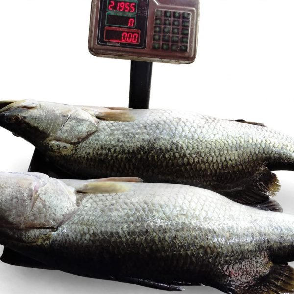 Koral Mach 22KG Fresh Nodir Vetki Home Delivery Available Sara Bangladesh OrganicO BD