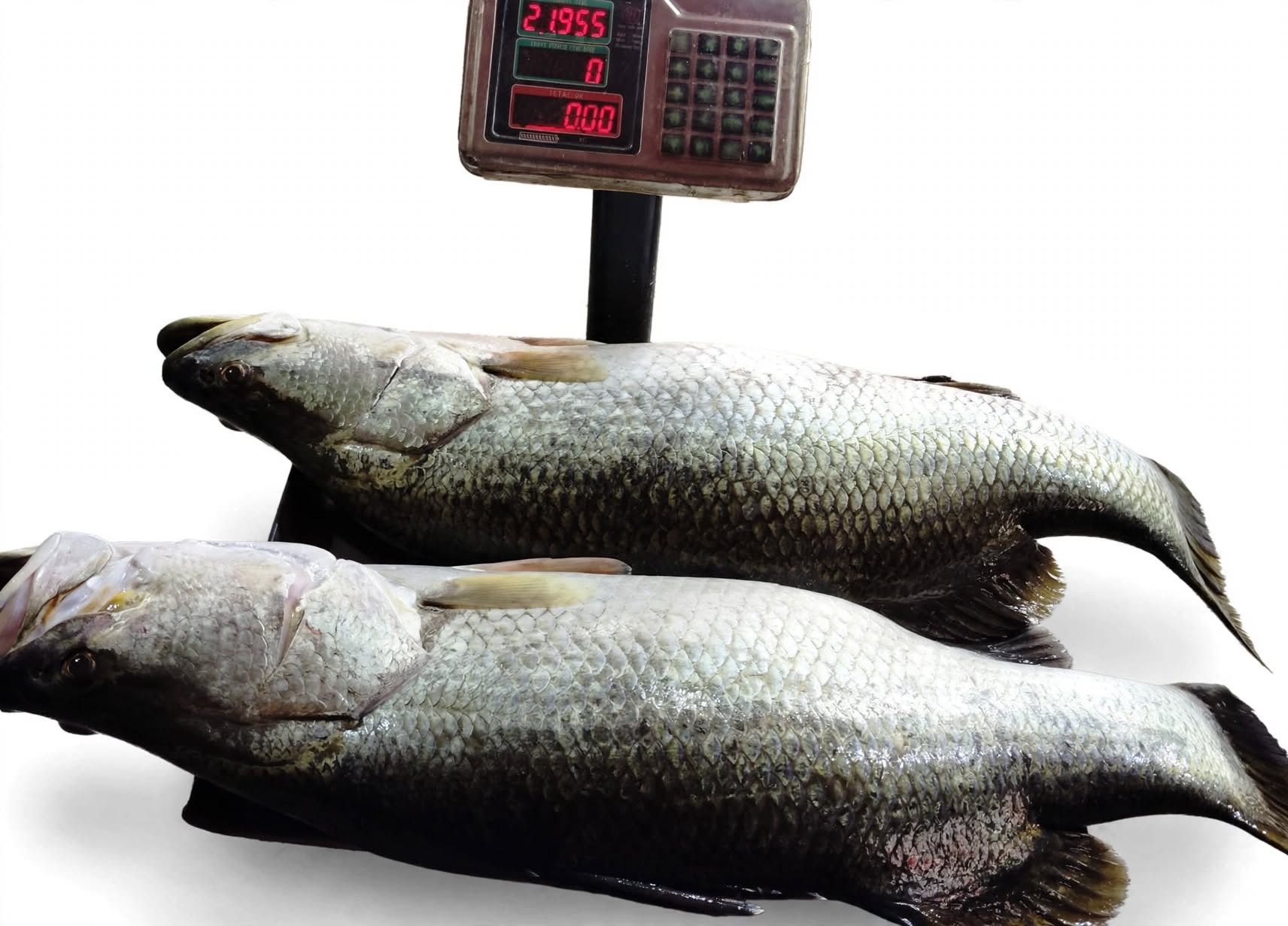Koral Mach 22KG Fresh Nodir Vetki Home Delivery Available Sara Bangladesh OrganicO BD