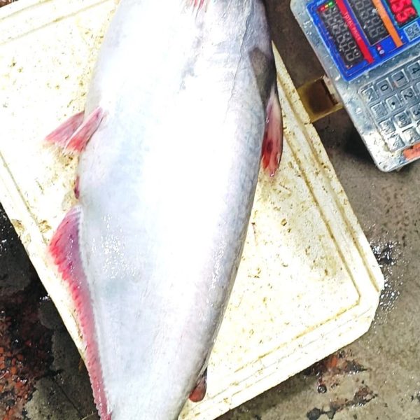 Pangas Mach from Chandpur Padma-Meghna - Chemical Free River Fish - OrganicO BD Since 2011