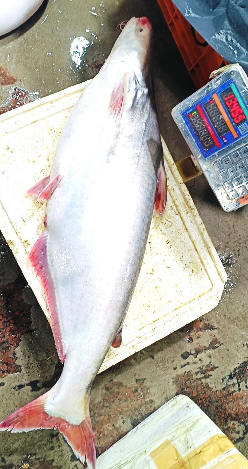 Pangas Mach from Chandpur Padma-Meghna - Chemical Free River Fish - OrganicO BD Since 2011