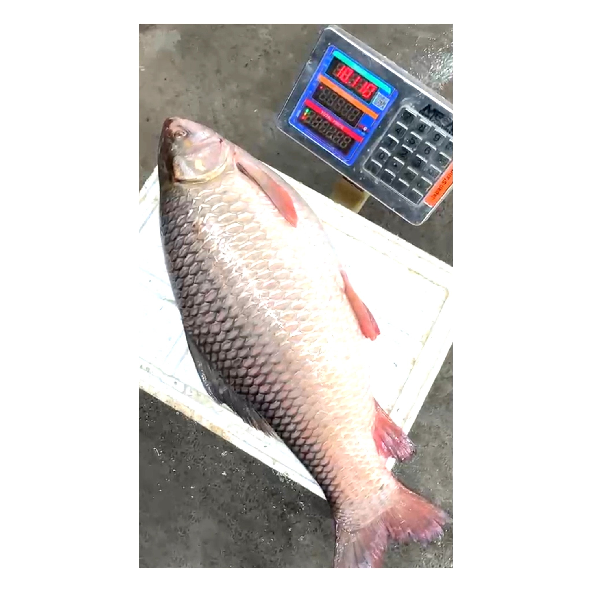 Rui Mach 10kg+ Boro Nodir Deshi Rui Mach Chandpur Padmar Rui mach from OrganicO BD Online Home Delivery Bangladesh