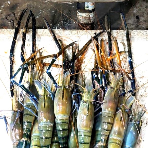 Golda Chingri Boro Galda Chingri 11 pc 3 kg OrganicO BD - River To Home Fresh Boro Ghilu Bhora Janto Golda Chingri