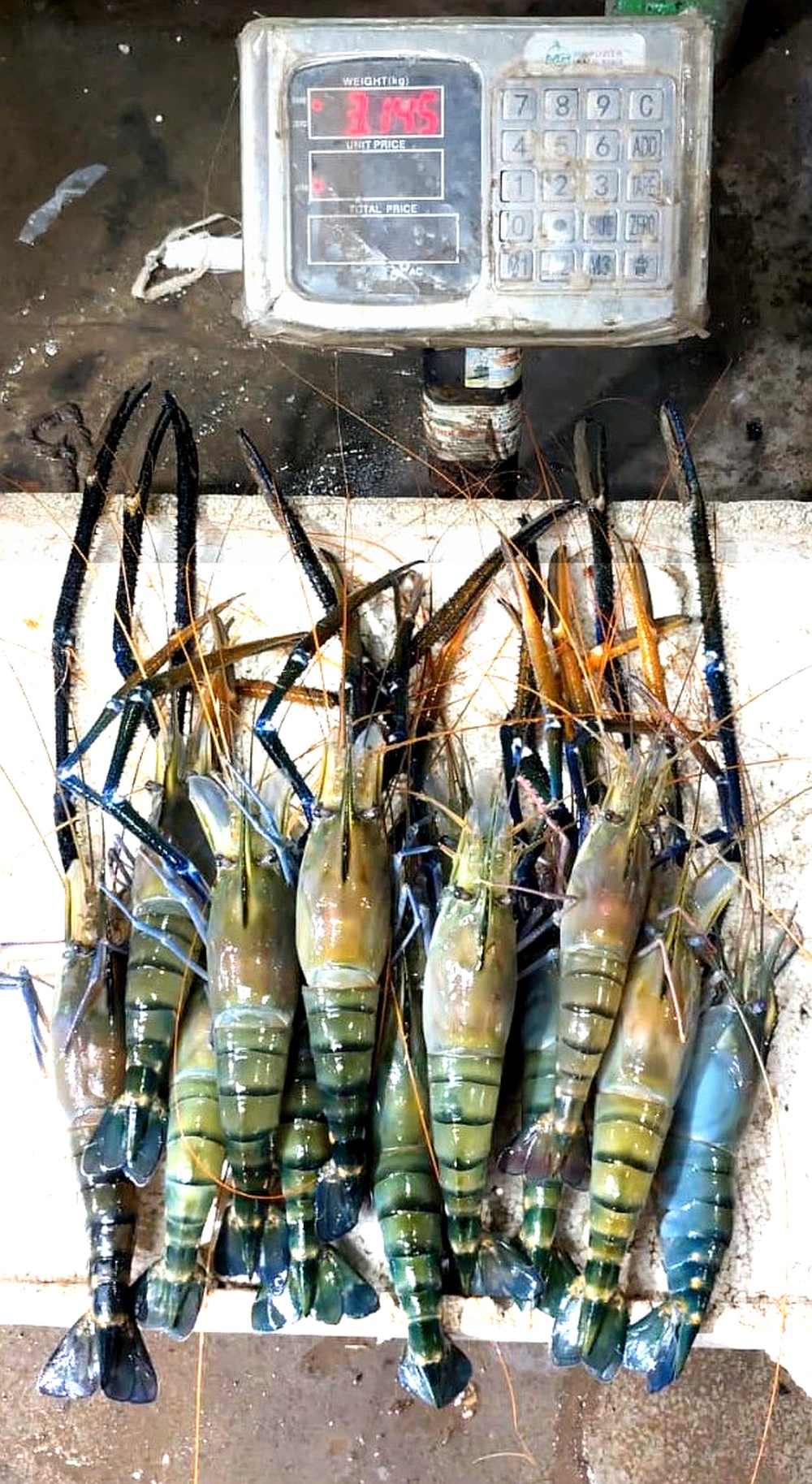 Golda Chingri Boro Galda Chingri 11 pc 3 kg OrganicO BD - River To Home Fresh Boro Ghilu Bhora Janto Golda Chingri