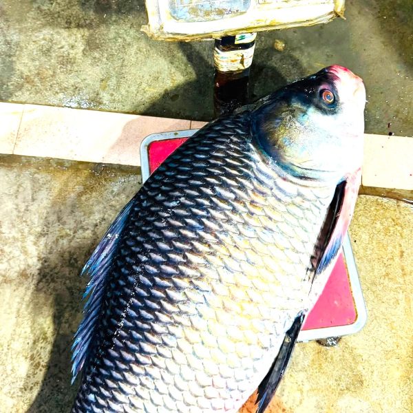 Chandpur Padma Meghna Katol Mach - নদীর মাছ