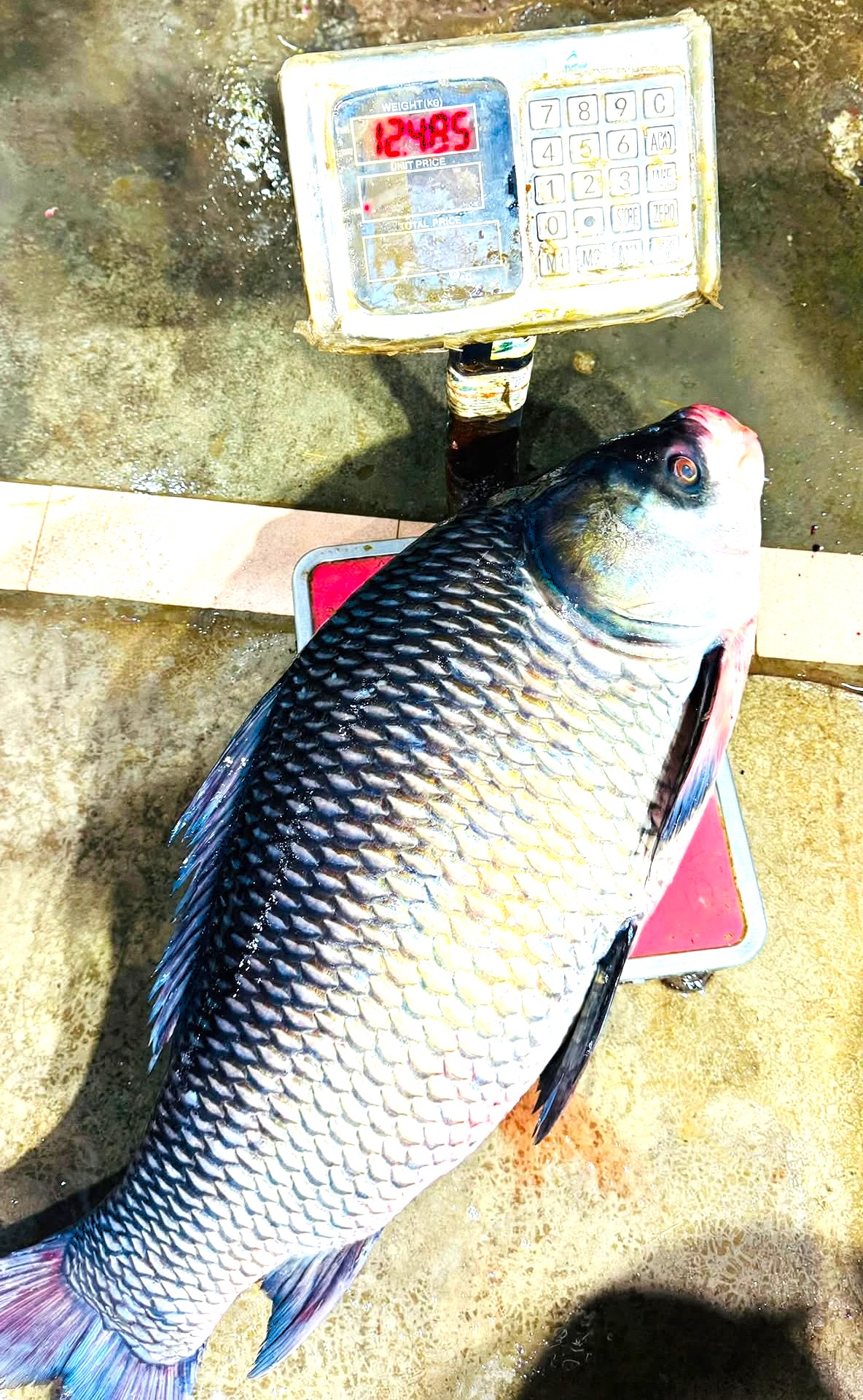 Chandpur Padma Meghna Katol Mach - নদীর মাছ