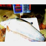 Chitol Mach 6-7 Kg Mapar Machine Soho Chandpur Padma Meghna Nodir Taja Mach - OrganicO BD