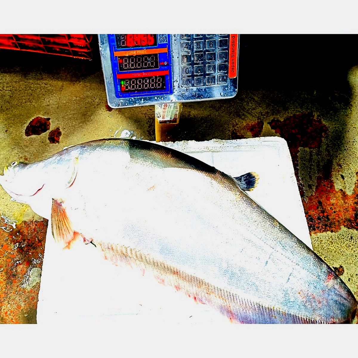Chitol Mach 6-7 Kg Mapar Machine Soho Chandpur Padma Meghna Nodir Taja Mach - OrganicO BD
