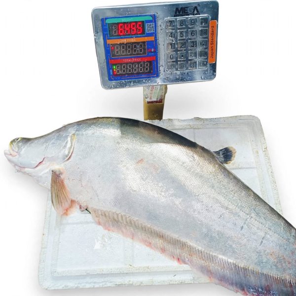 Chitol Mach from Chandpur Padma-Meghna River
