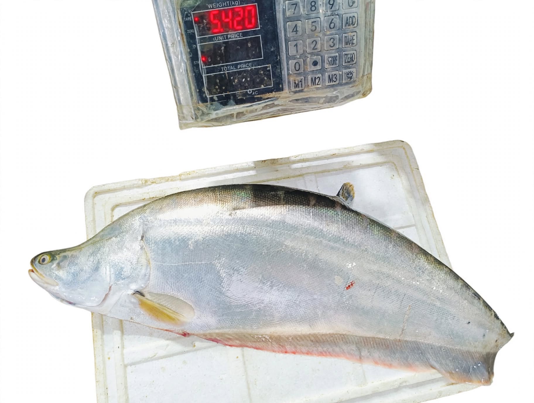 Chitol Mach weighing 5.420 kg from Chandpur Padma-Meghna River