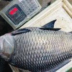 চাঁদপুরের নদীর তাজা কাতলা মাছ - OrganicO BD