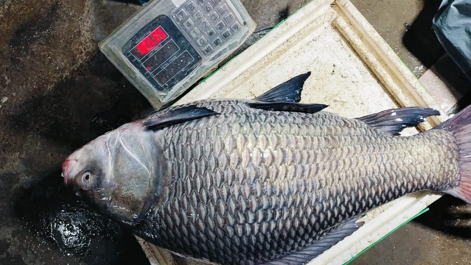 চাঁদপুরের নদীর তাজা কাতলা মাছ (১০০% কেমিক্যালমুক্ত) – OrganicO BD
