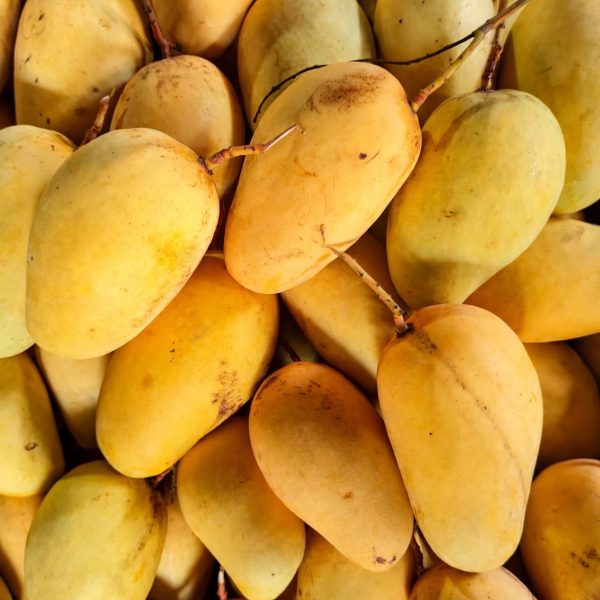 Katimon Aam - বারোমাসি সুইট কাটিমন আম - Chapainawabganj er aam কানসাট থেকে সরাসরি বাগান ফ্রেশ - OrganicO BD Since 2011