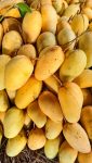 Original Baro Mashi Katimon Aam Fresh Bota Soho Kansat Bagan Chapainawabganj
