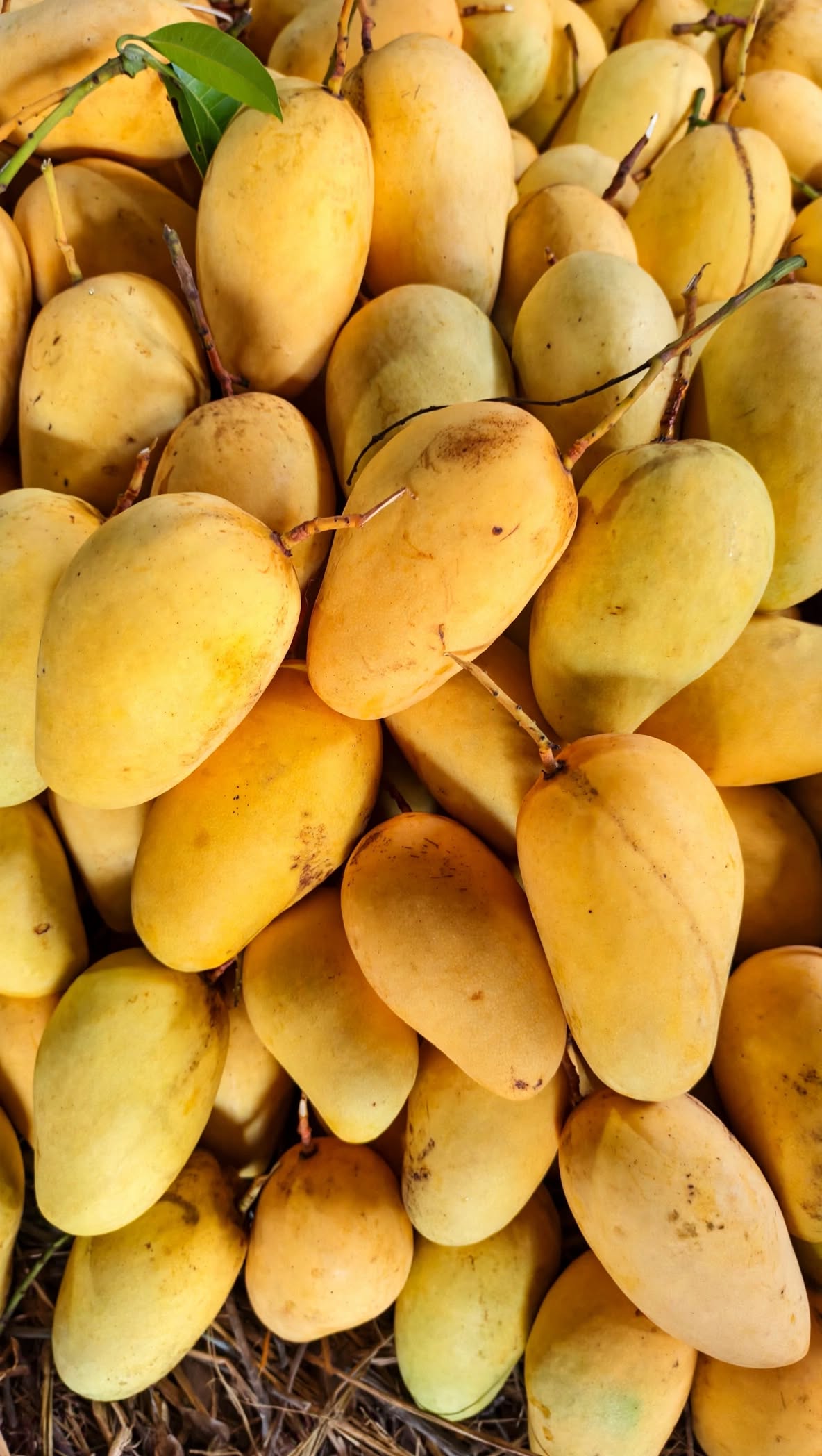 Original Baro Mashi Katimon Aam Fresh Bota Soho Kansat Bagan Chapainawabganj