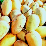 Baromashi Sweet Katimon Mango from Chapainawabganj - 3-4 pcs per kg - Garden to Home Zero Preservatives by OrganicO BD Since 2011 - Carbide Free Full Matured