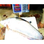 Chitol Mach 6-7 Kg Chandpur Padma Meghna Nodir Taja - OrganicO BD