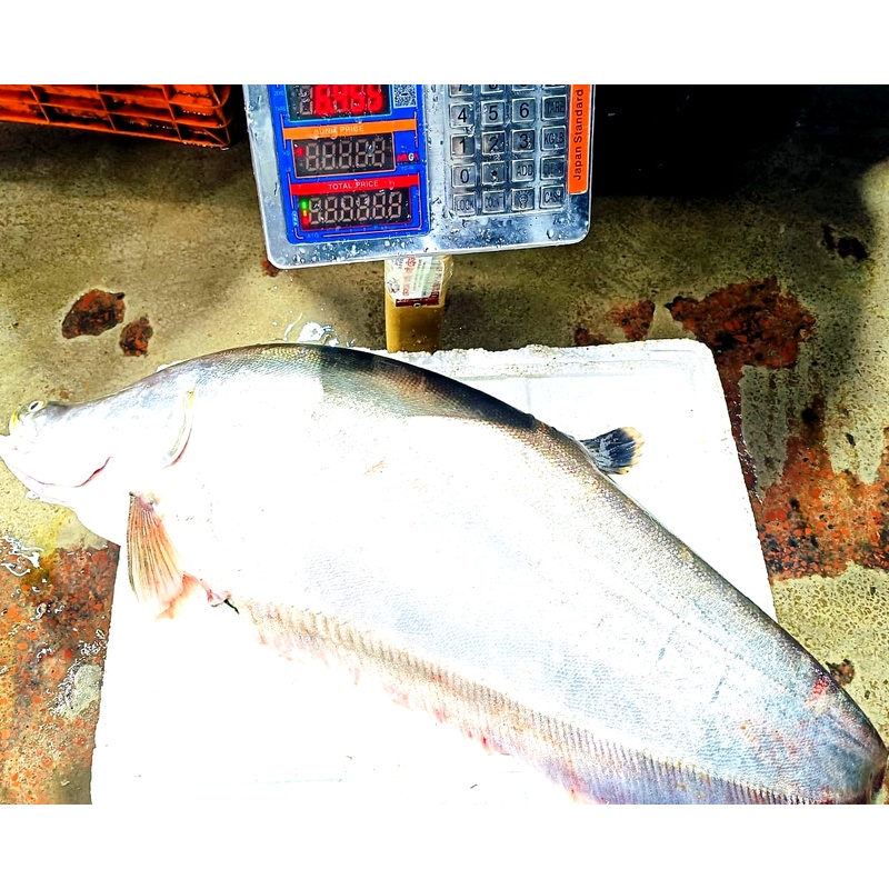 Chitol Mach