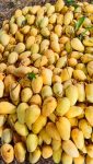 Katimon Aam Chapainawabganj Kansat