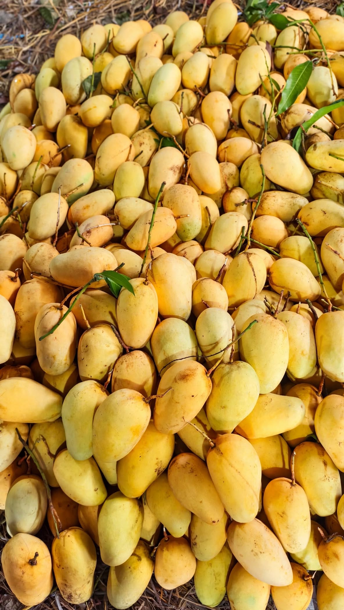Original Baro Mashi Katimon Aam Fresh Bota Soho - Kansat Bagan Katimon Aam Chapainawabganj Kansat