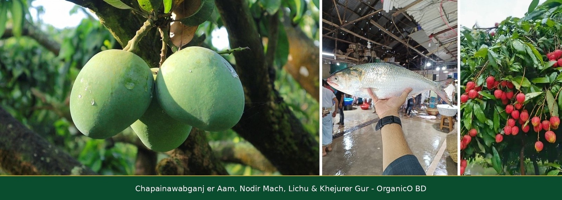 Chapainawabganj Katimon Aam, Padma Ilish, Nodir Mach & Bombay Lichu Home Delivery - OrganicO BD Since 2011