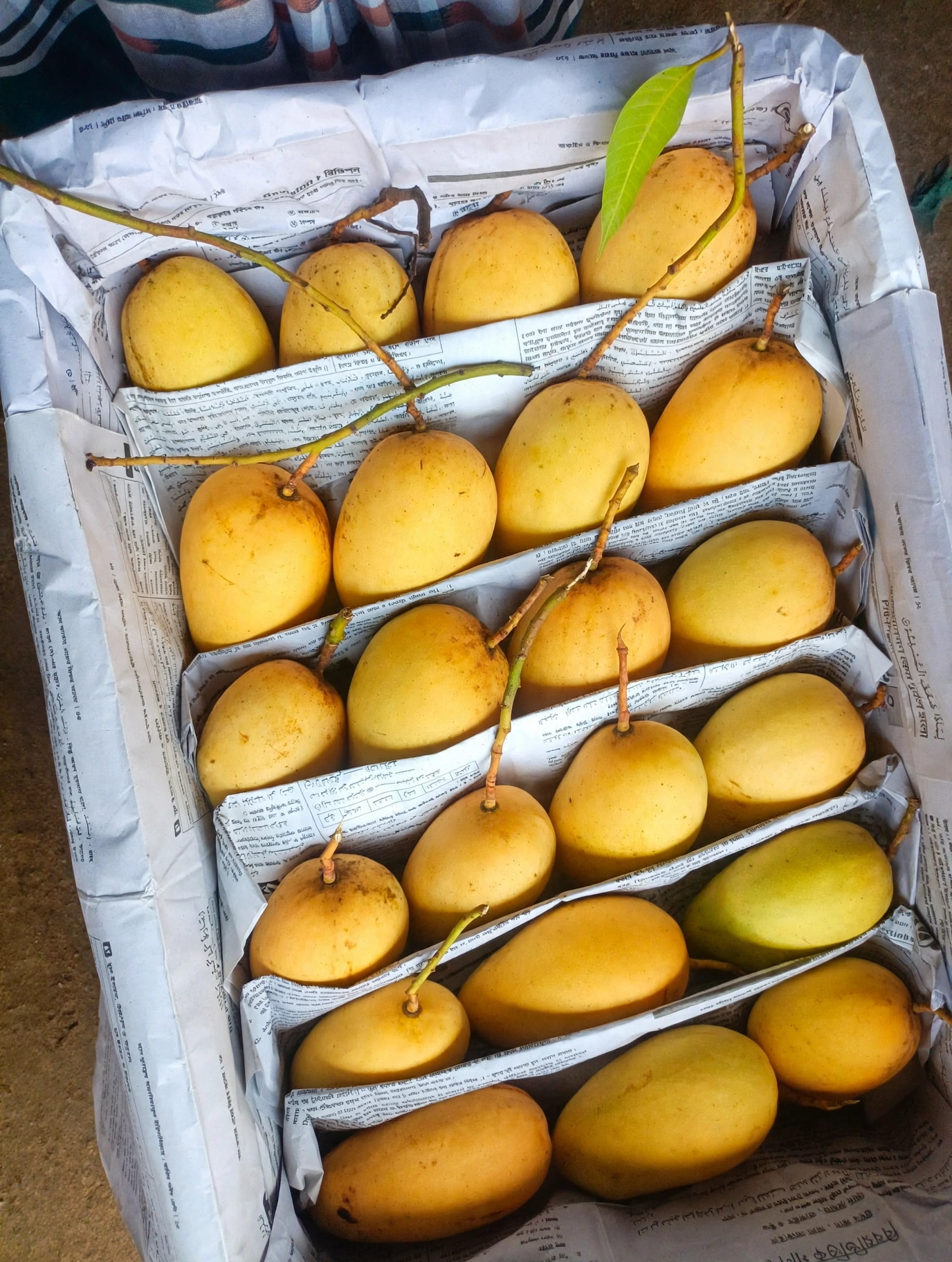 Original Baro Mashi Katimon Aam Fresh Bota Soho - Kansat Bagan Katimon Aam Crate Packing Kagoj Partition Export Quality Courier Safe