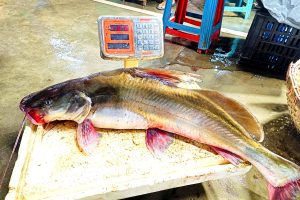 Nodir Mach Ayer Macher Dam OrganicO BD - 11KG River Ayer Fish Chandpur