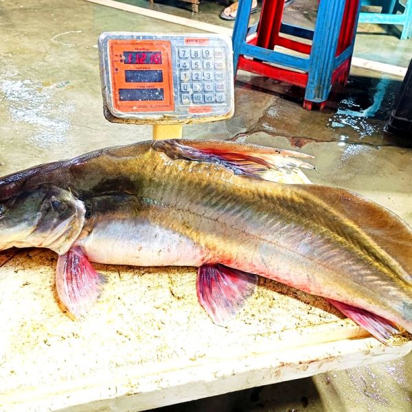 Ayer Mach - Chandpur Padma-Meghna Nodir Ayer Fish 5-10 KG Home Delivery OrganicO BD