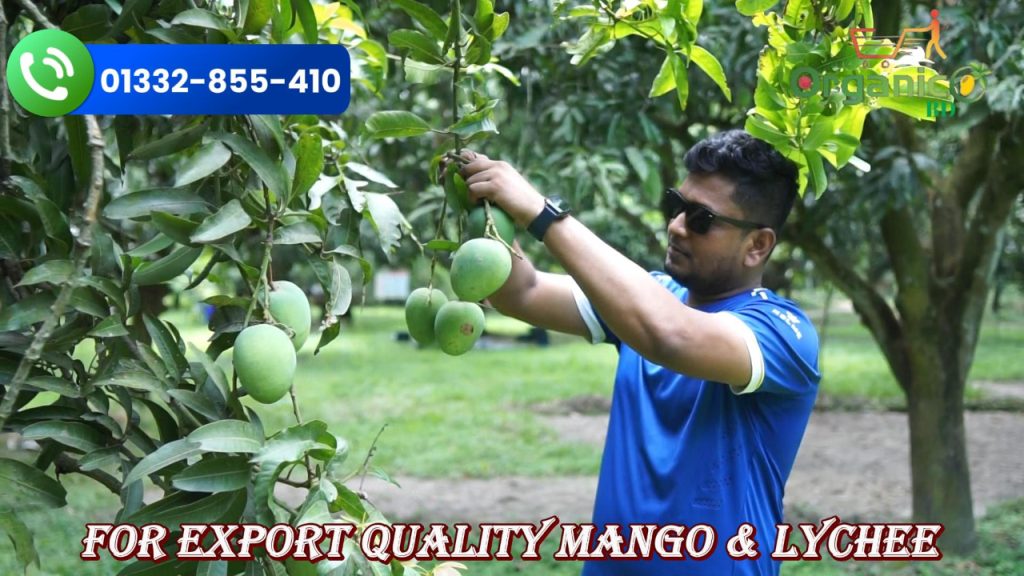 Garden to Home Himshagor Lengra Amrapali Fazli Bari-4 Gourmoti Katimon Mango - Carbide Free OrganicO BD