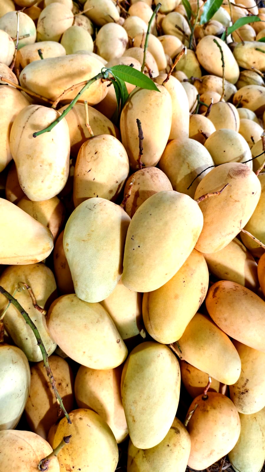 Original Baro Mashi Katimon Aam Fresh Bota Soho - Kansat Bagan Katimon Aam Chapainawabganj Kansat