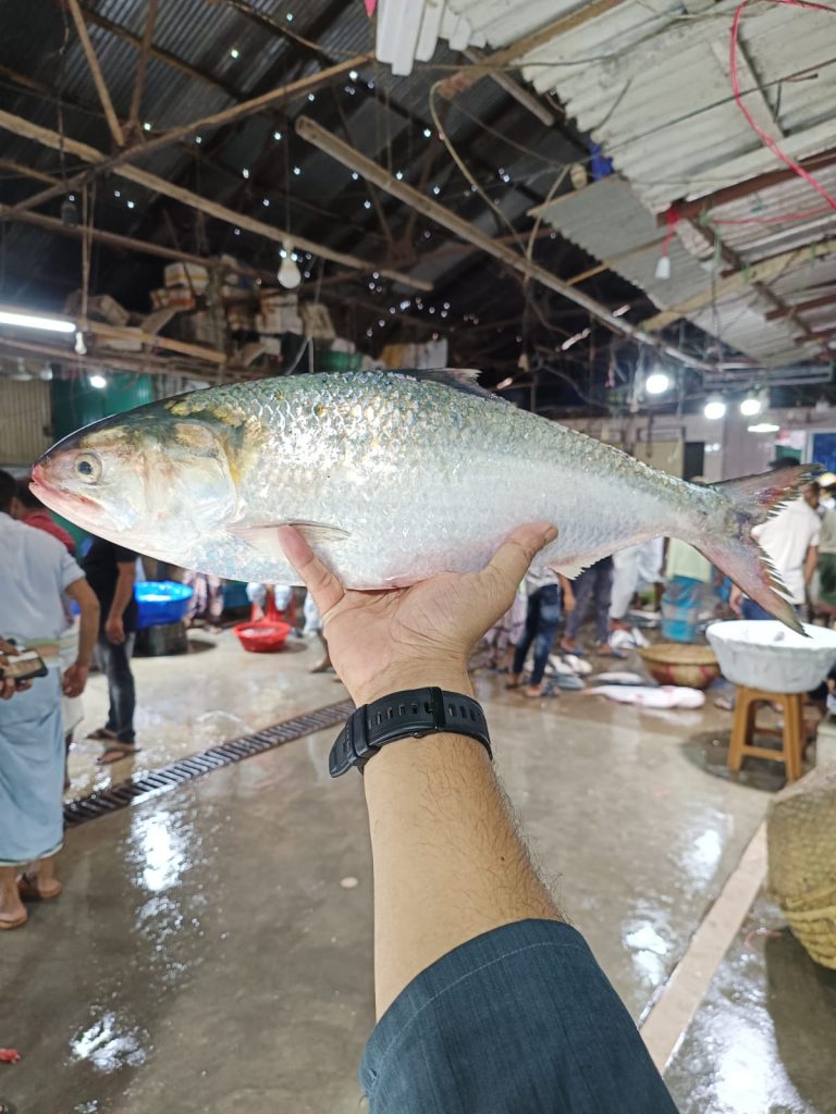 Fresh river fish Rui Katol Ayer Chitol Pangasius Hilsa Koral Golda Chingri from Chandpur Padma Meghna OrganicO BD