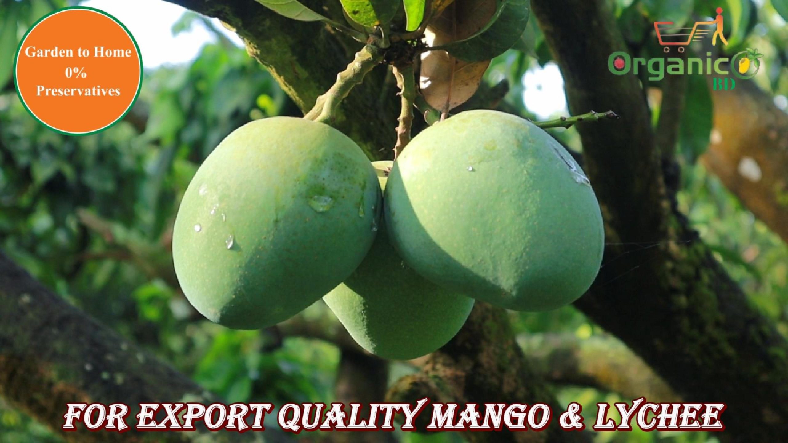 Himshagor aam from Satkhira garden to Home gach paka carbide free mango - OrganicO BD
