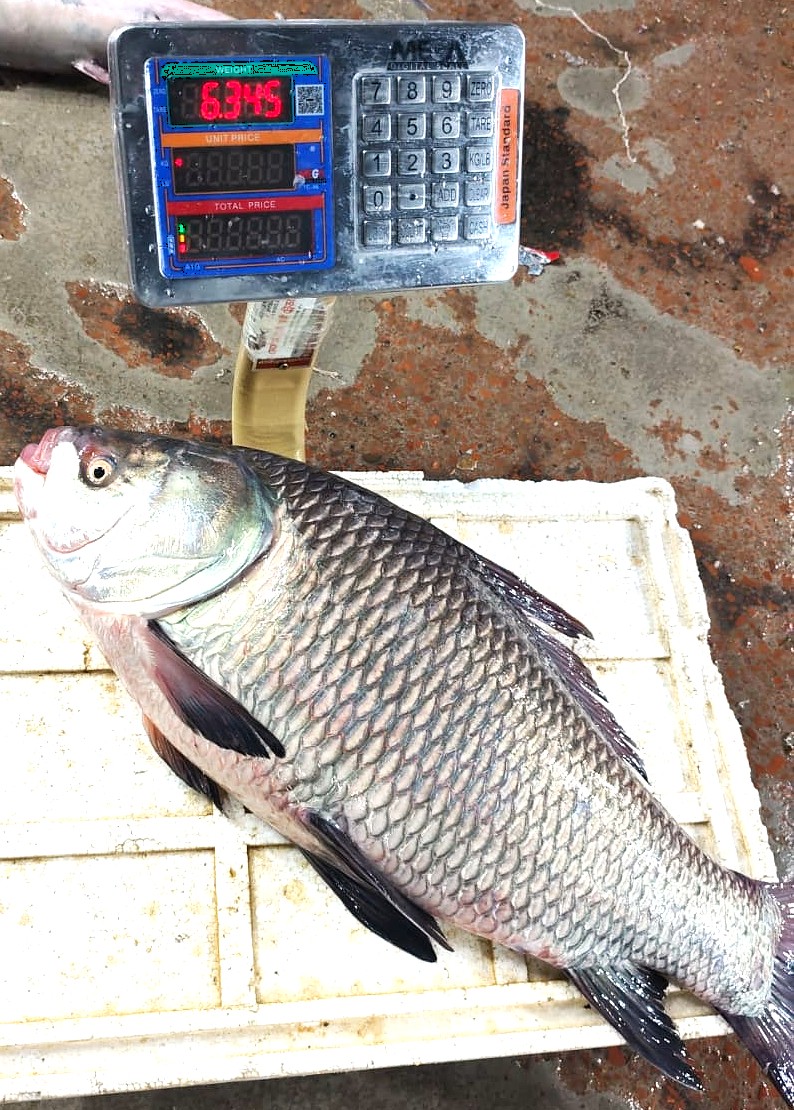 Chandpur Padma Meghna Nodir Taza Deshi Katol Mach 5-7 KG - OrganicO BD