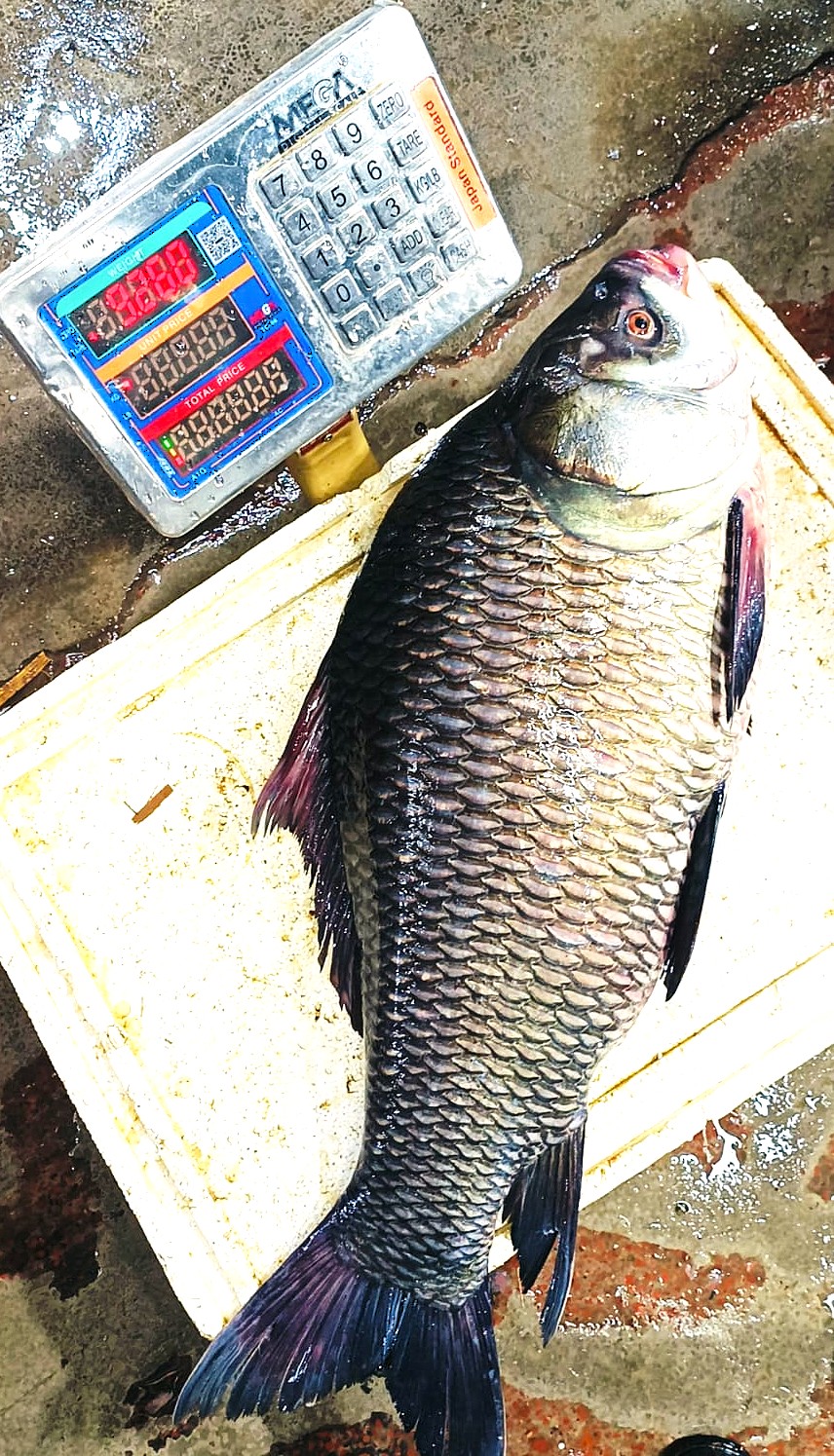 Chandpur Padma Meghna Nodir Taza Deshi Boro Katol Mach 7-10 KG - OrganicO BD